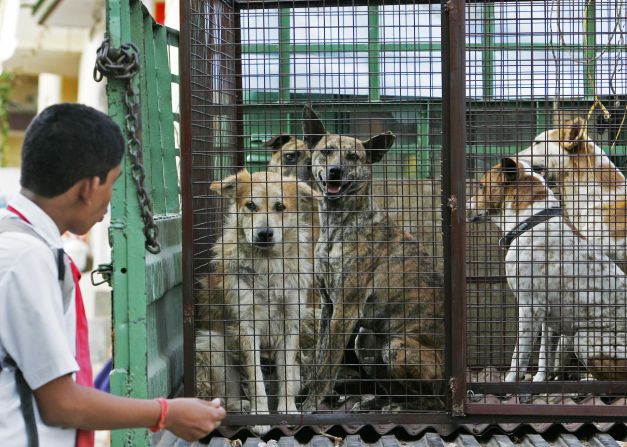 An Indian school student looks at stray dogs inside a cage on the back of a truck in Bangalore on March 5, 2007. 