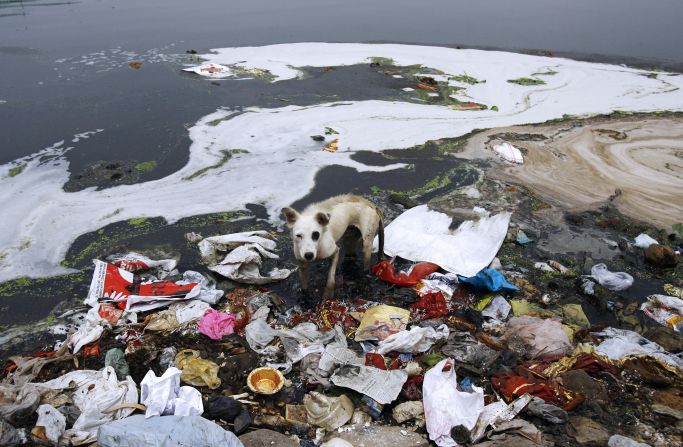 A stray dog searches for food in the polluted waters of the river Yamuna in New Delhi on June 5, 2008. 