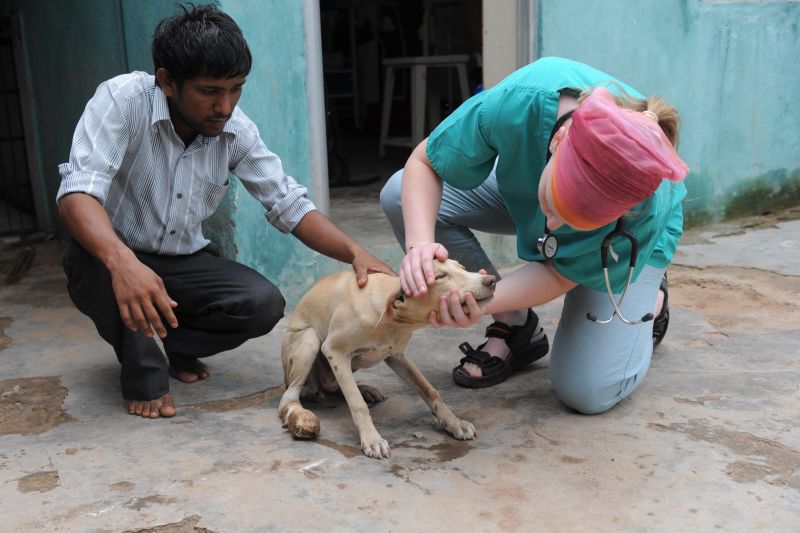 Stray 2024 puppy care