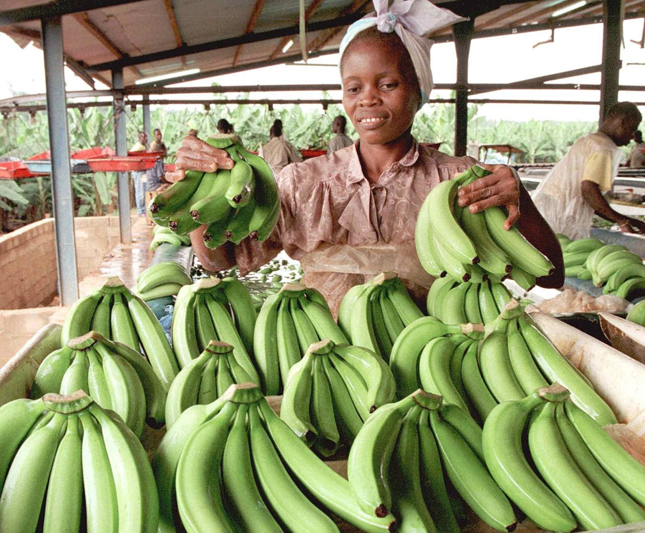An Ivorian woman works at a bananas plantation in Bonne, 100 km north of Abidjan. 