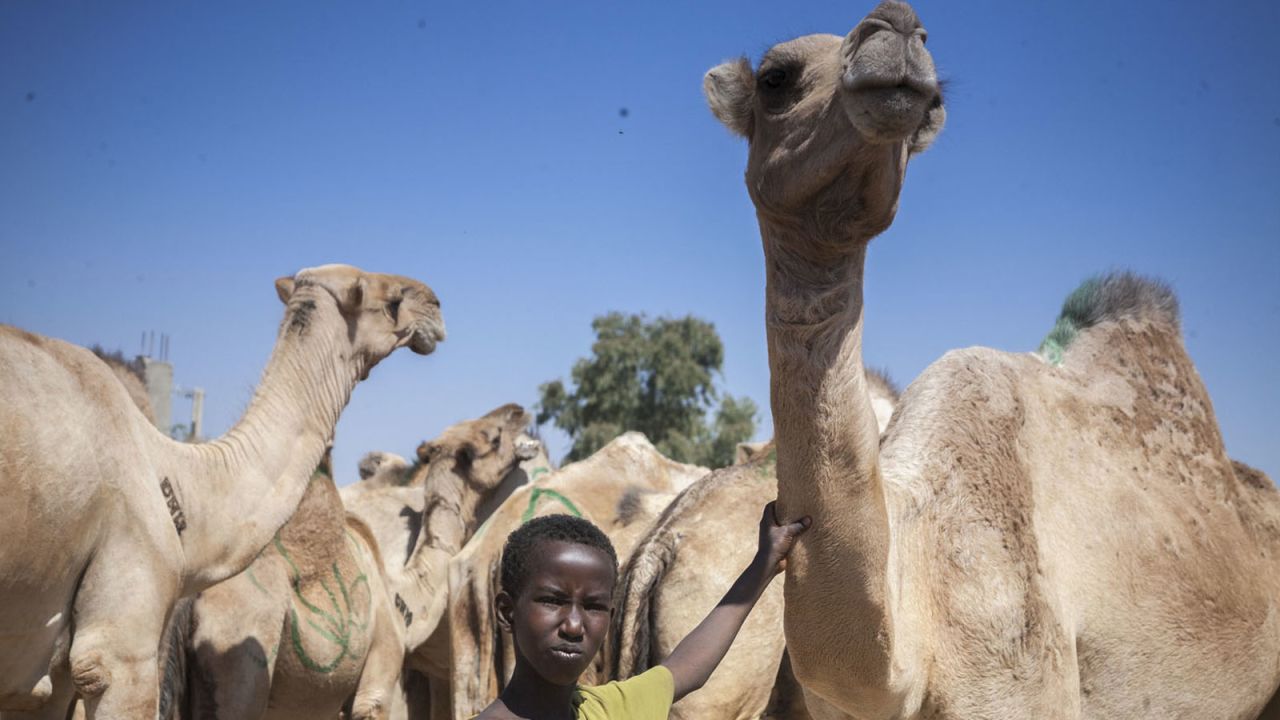 Hargeisa has a famous camel market. Exports of the cantankerous beasts is one of the biggest sources of income for Somaliland