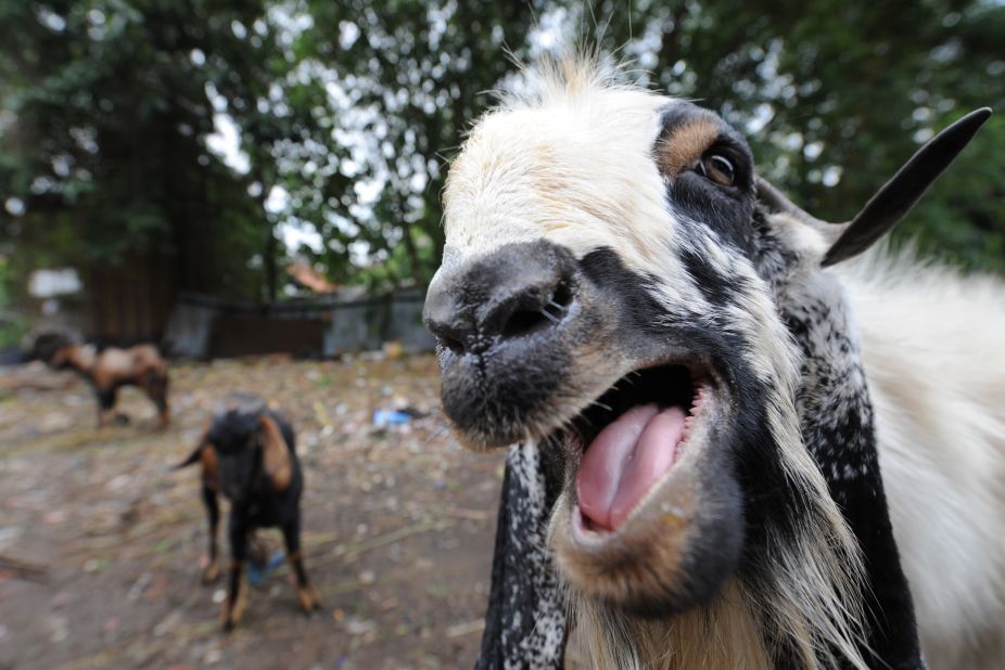 Why do we find <a href="https://www.youtube.com/watch?v=SIaFtAKnqBU" target="_blank" target="_blank">goat screams</a> so fascinating?  Because they scream just like humans, says Emory University psychologist and scream researcher <a href="http://news.emory.edu/stories/2013/10/esc_psychology_of_a_scream/campus.html" target="_blank" target="_blank">Harold Gouzoules</a>.  To prove it, just check out the many goat compilations on YouTube, including this <a href="https://www.youtube.com/watch?v=NFgx5MY72Dk" target="_blank" target="_blank">Taylor Swift</a> mashup and this <a href="https://www.youtube.com/watch?v=ii6RF4a-n6c" target="_blank" target="_blank">commercial.</a> 