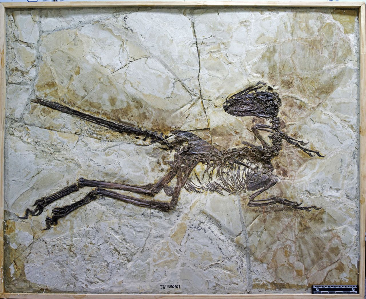 The fossil not only shows the complete skeleton of the animal, as well as its skull displayed in profile.  Clearly visible around the creature's short arms are a pattern of long feathers, which also appear to have decorated the dinosaur's tail. 