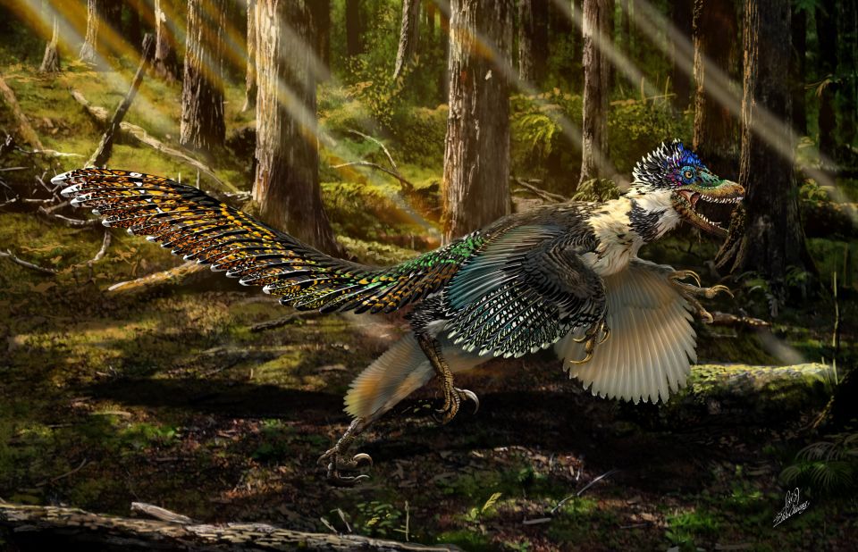 An illustration by artist Chuang Zhao of the Zhenyuanlong, a newly-discovered large, short-armed, winged dinosaur.