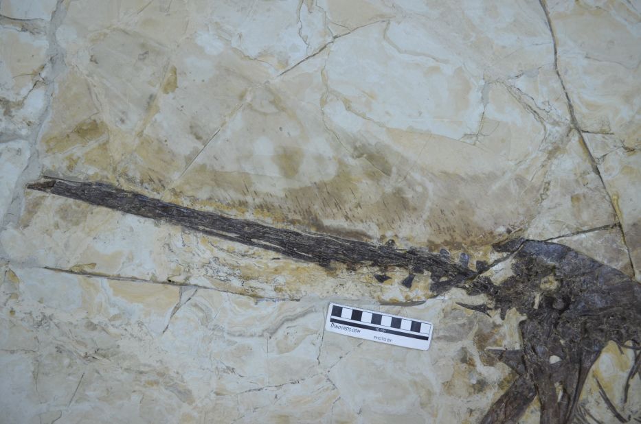 The Zhenyuanlong fossil was found in China's Liaoning Province. For nearly twenty years, this area has been fertile ground for dinosaur discoveries.  <br />