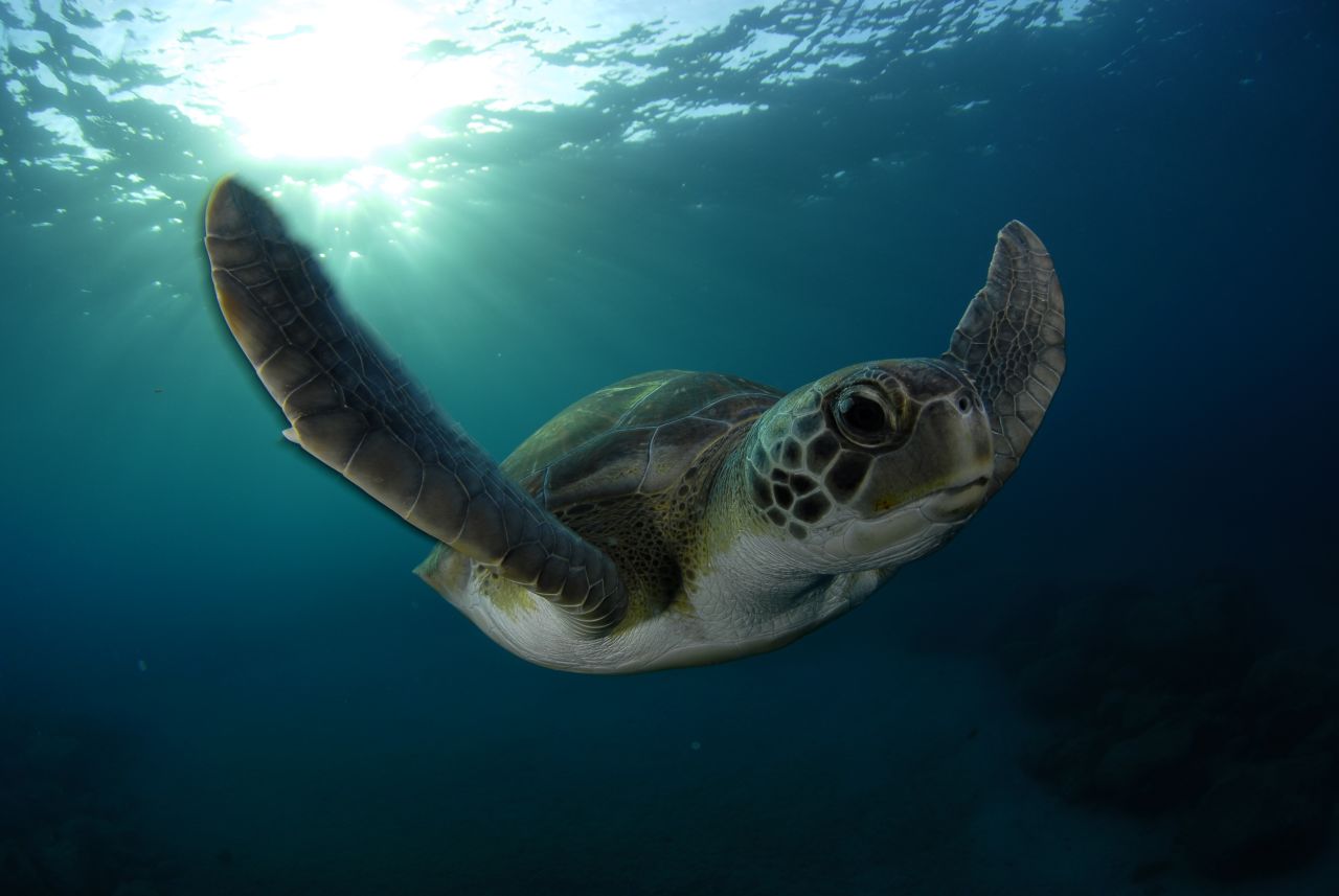 Tenerife is home to 50 native species, including five kinds of turtle, among them the loggerhead. 