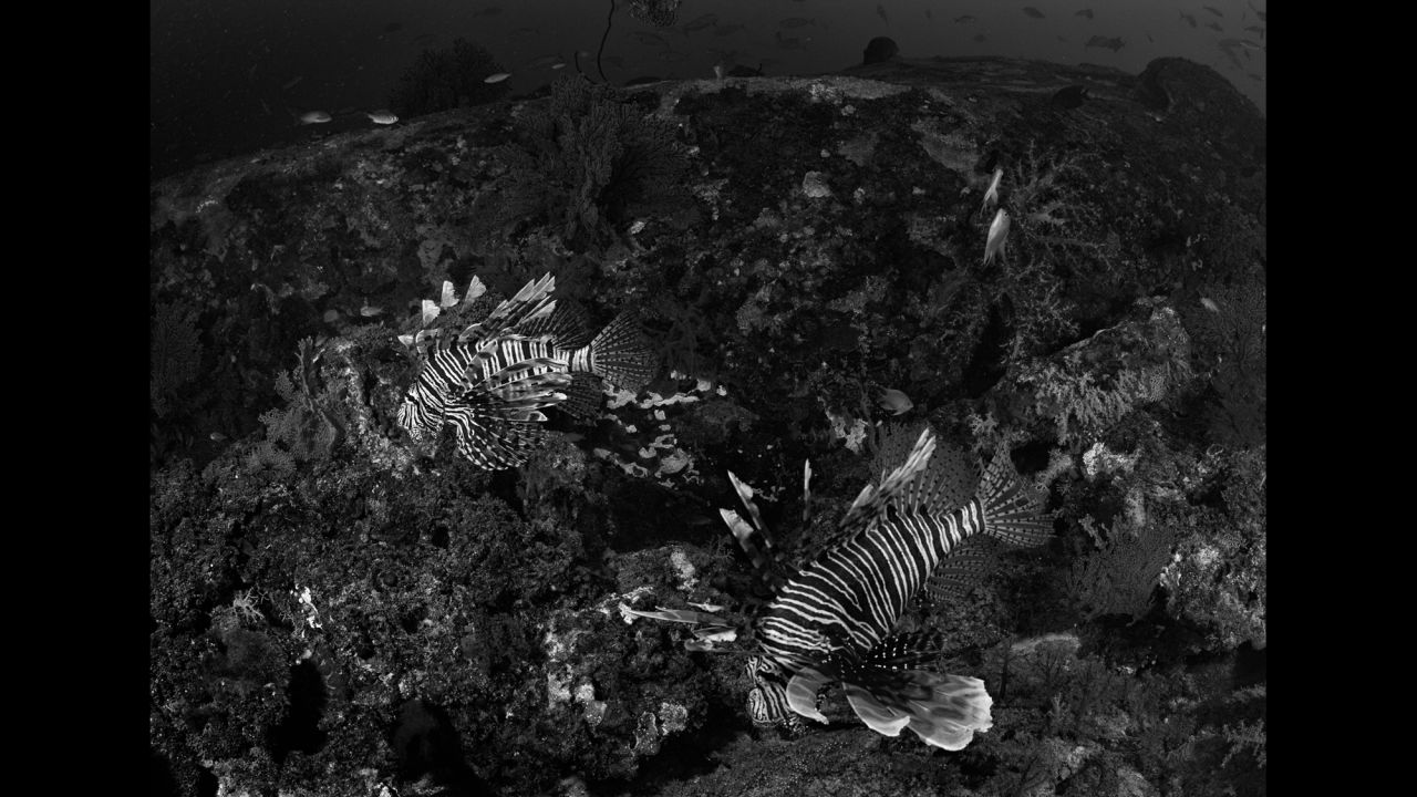 A couple of lionfish hunt for small fish. Although their spines are very poisonous, lionfish are very calm and safe if approached gently, Stirton said.