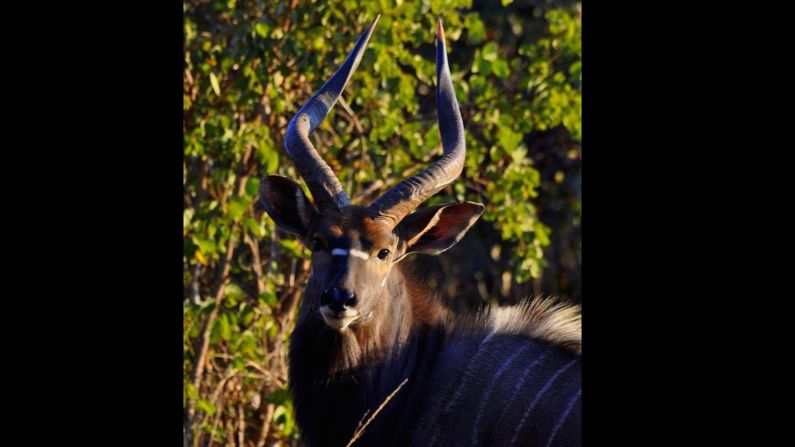 Lusaka National Park is an important watershed area for the Chalimbana river system and is now home to 22 different species of wild animals, including impala, nyala, kudu, zebra, giraffe and white rhino.