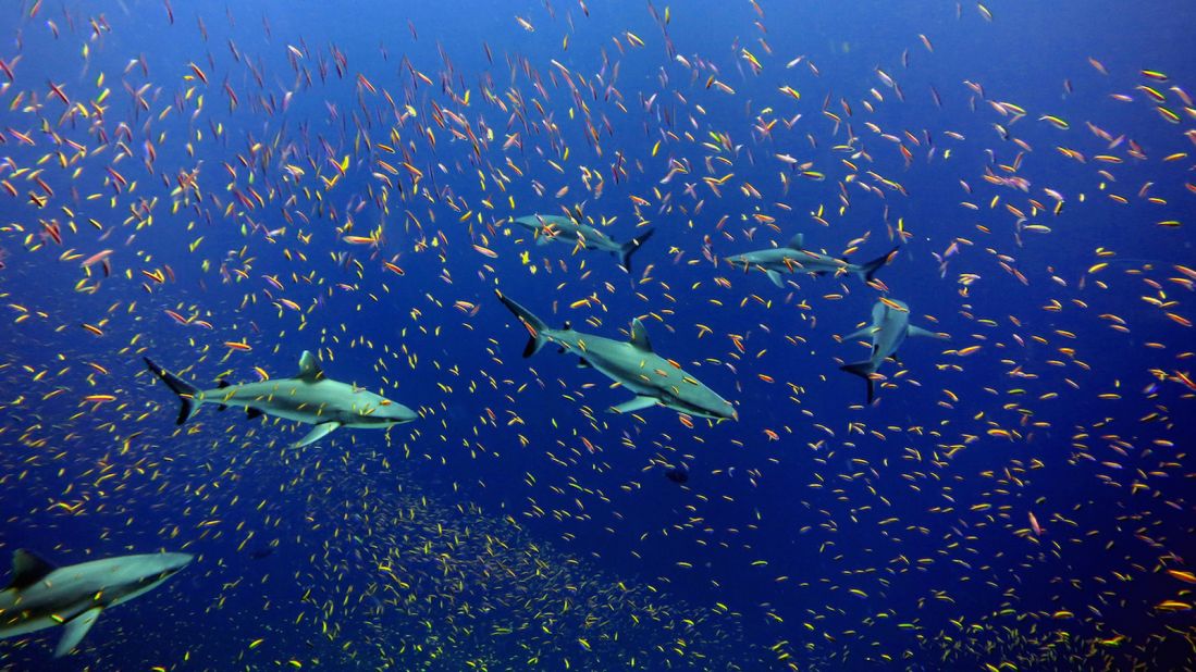 Twice the size of Texas, the Pacific Remote Islands is the largest marine reserve in the world. It's said to hold a large number of undersea mountains with corals that provide a habitat for underwater life like tuna, turtles, manta ray and sharks.