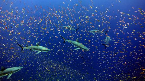 The Pacific Remote Islands -- twice the size of Texas -- is the largest marine reserve in the world.