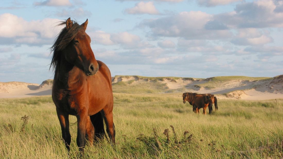 Sable Island National Reserve is home to six permanent residents and more than 500 free-roaming Sable Island Horses. Its shores welcome more than 50,000 gray seals.