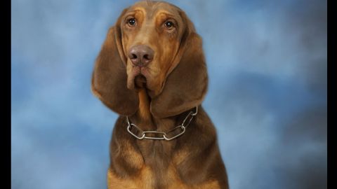 K-9 Zane was with the Conyers Police Department for 4 years.