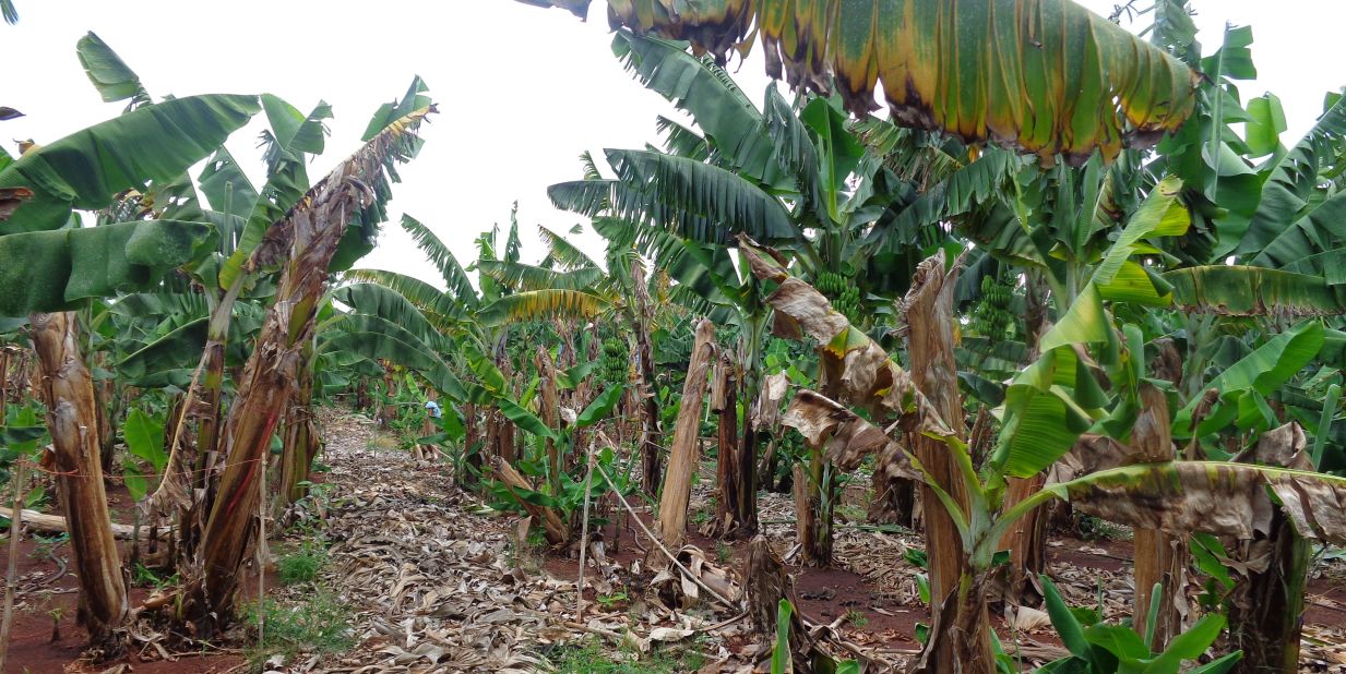 Panama disease caused by Tropical Race 4 (TR4) in northern Mozambique. The picture, taken in January 2015, shows a banana farm planted with the Cavendish variety.  