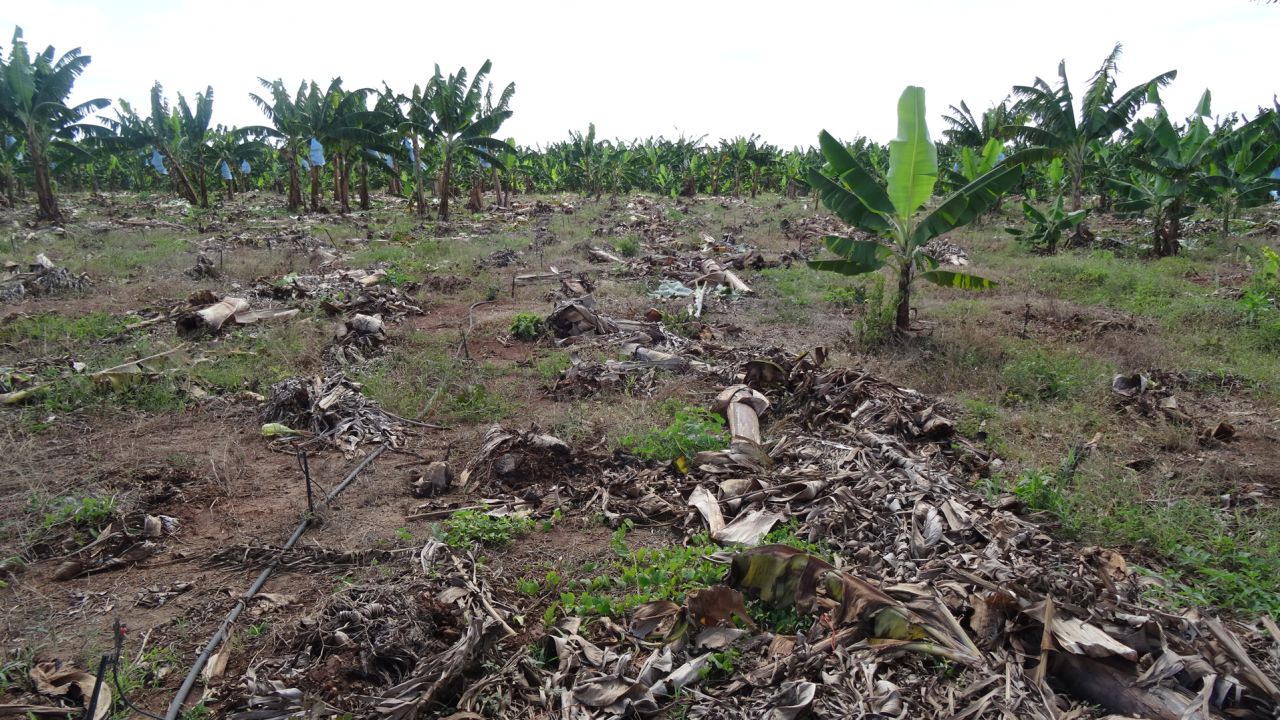 The effect of the disease in a banana plantation in northern Mozambique.