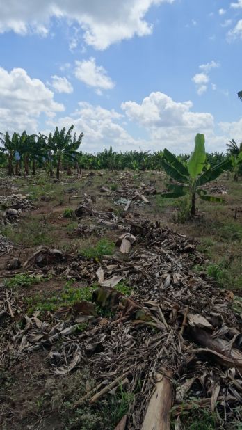 So far, the disease in Africa seems to be contained to just two banana plantations in Mozambique, one of which is pictured here.