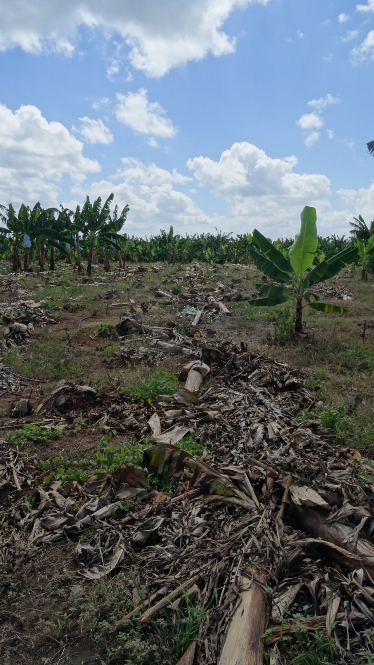 So far, the disease in Africa seems to be contained to just two banana plantations in Mozambique, one of which is pictured here.