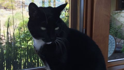 Therese Weczorek says she's taken care of a tuxedo cat named Whiley for the past five years. But now a woman who says she's the cat's rightful owner is suing for custody.