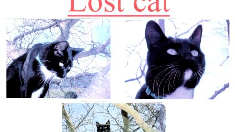 Tiffany Mestas says she put up posters for her lost tuxedo cat named David when he went missing in 2007. Now her lawsuit says she's trying to get him back after he was stolen.