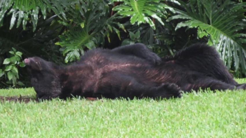 sleepy black bear florida_00004204.jpg