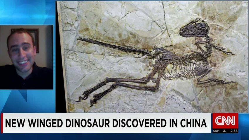 New winged dinosaur discovered in China_00003221.jpg