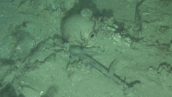 North Carolina shipwreck octant and jug