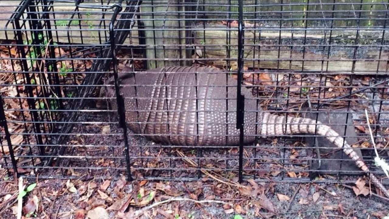 armadillos blamed leprosy increase in florida_00010501.jpg