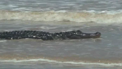 alligator texas beach thumbnail