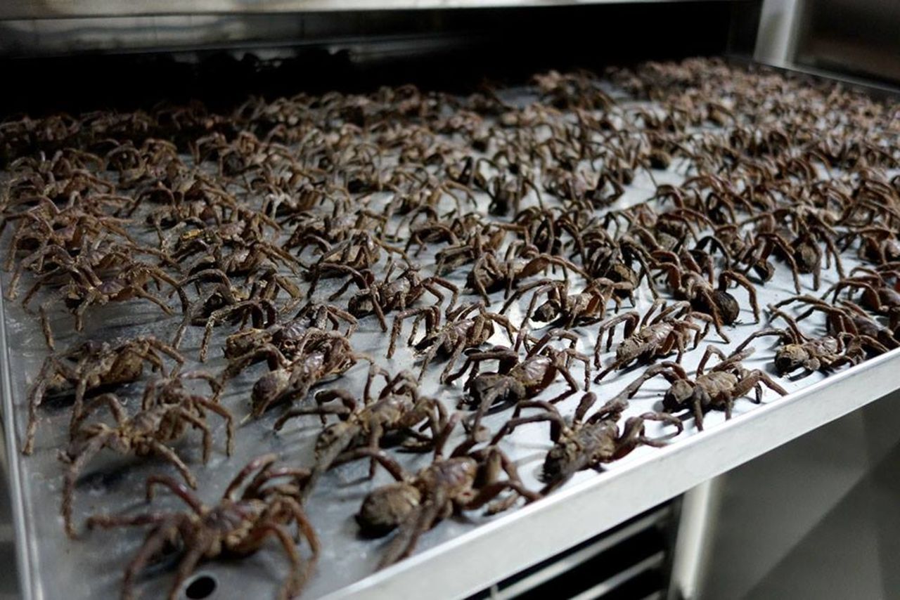 Drying tarantulas at a Thailand Unique facility. 