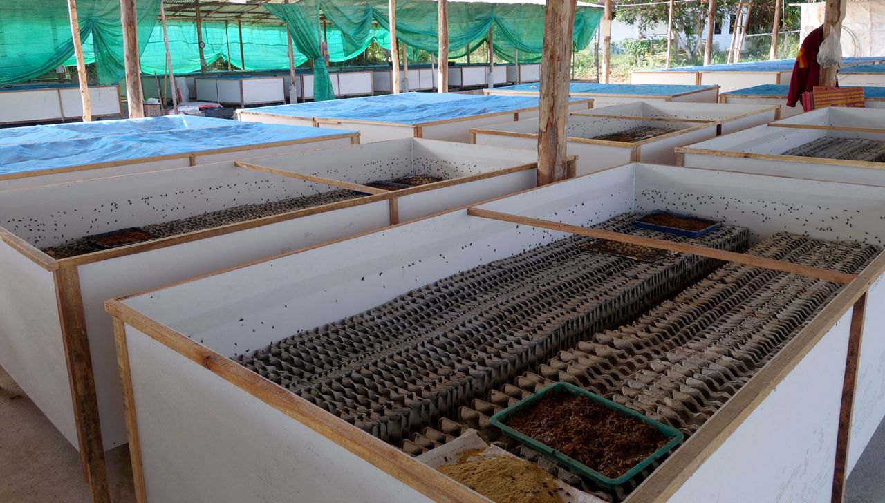 This cricket farm is in Thailand, which is among the global leaders of the trade, where 20,000 farms produce 75,000 tons of edible insects. 