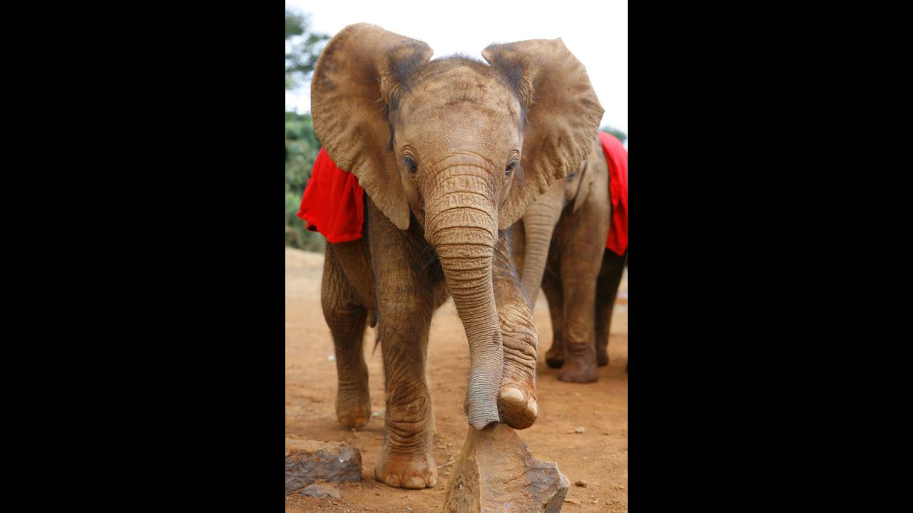The David Sheldrick Wildlife Trust in Nairobi rescues and rehabilitates orphaned elephants and rhinos with the aim of returning them to the wild. You can foster one for $50 a year. 
