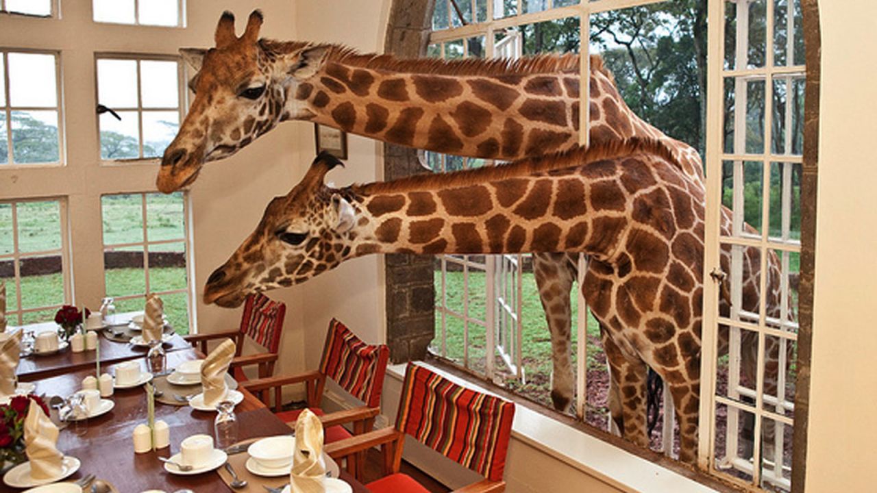 At Nairobi's Giraffe Manor hotel, you can get up close to giraffes, warthogs, dik diks, birds and bushbuck. 