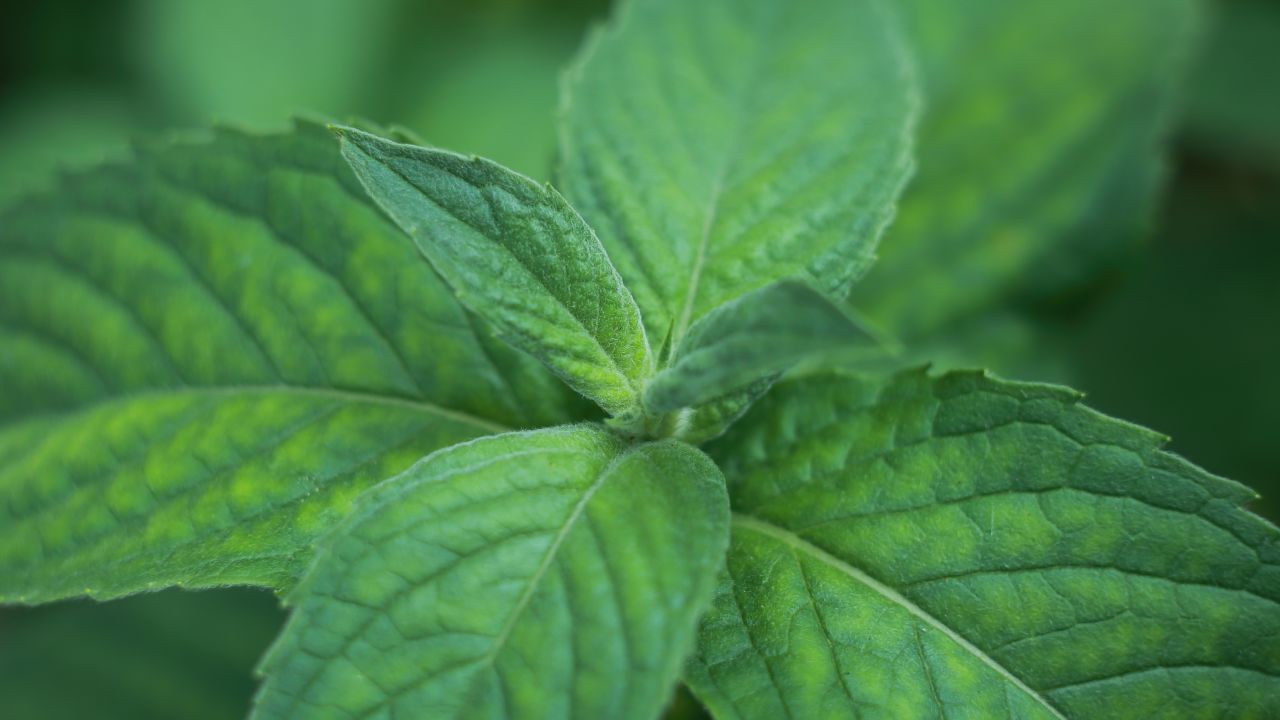 Peppermint oil is prescribed to help treat abdominal cramping and irritable bowel syndrome (IBS). 