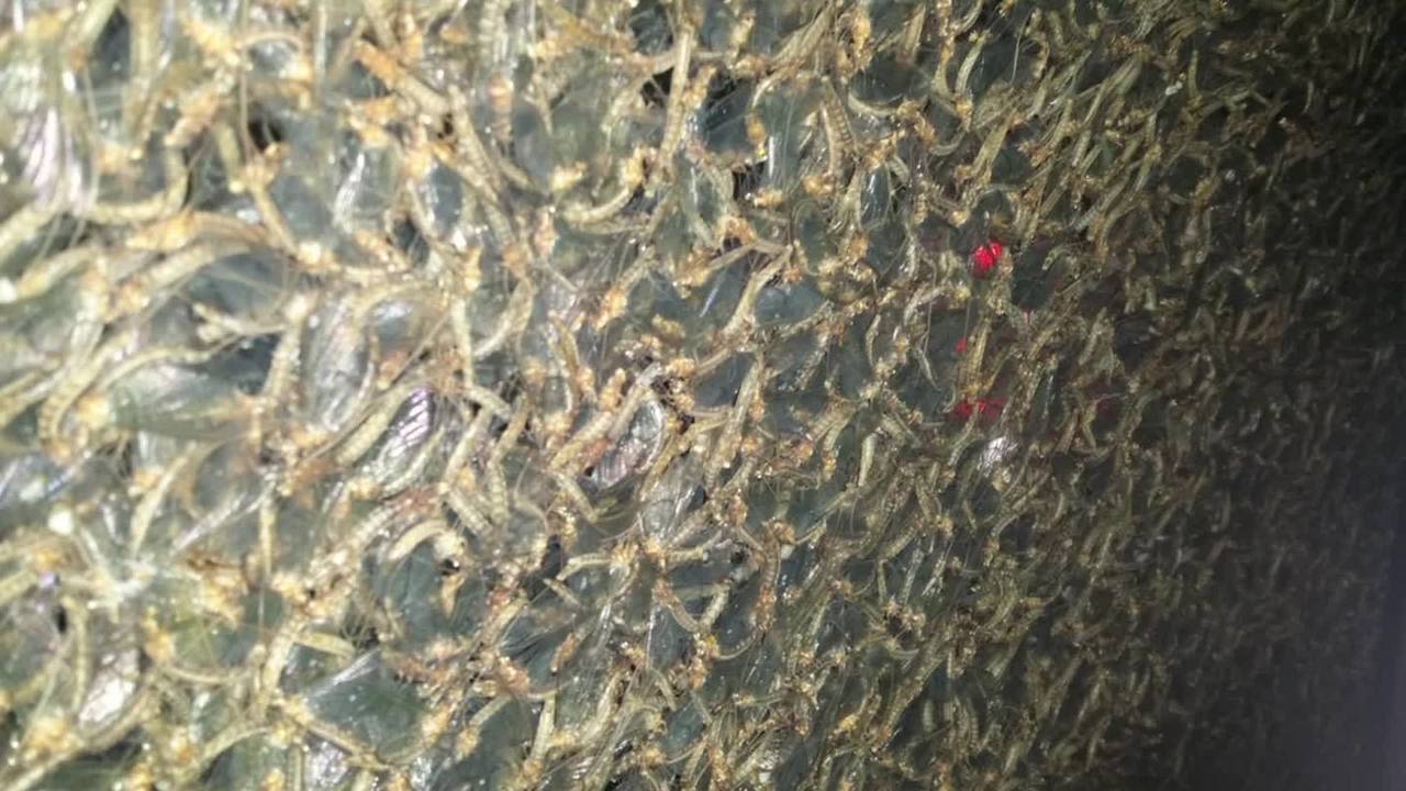 See massive mayfly swarm shutdown bridge