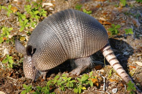 Some armadillos are naturally infected with leprosy, also known as Hansen's disease, according to the Centers for Disease Control and Prevention. It is possible, though unlikely, for humans to catch the disease from armadillos.
