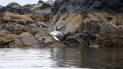 killer whale stuck in high tide canada _00003308.jpg