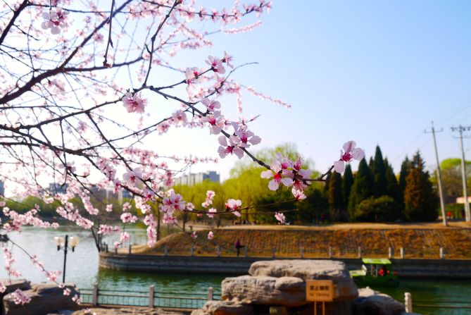 Delicate cherry blossoms stand out against the clear blue sky in <a href="http://ireport.cnn.com/docs/DOC-1227019">Chaoyang Park</a>.