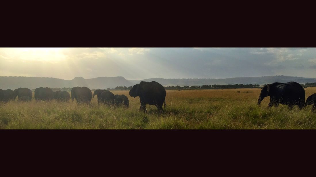 At one point on safari, Brooke's Land Cruiser was surrounded by elephants. (More trivia: A group of elephants is called a "memory." Elephants are emotional animals and, as Joseph explained, are capable of experiencing joy, sadness and mourning.)