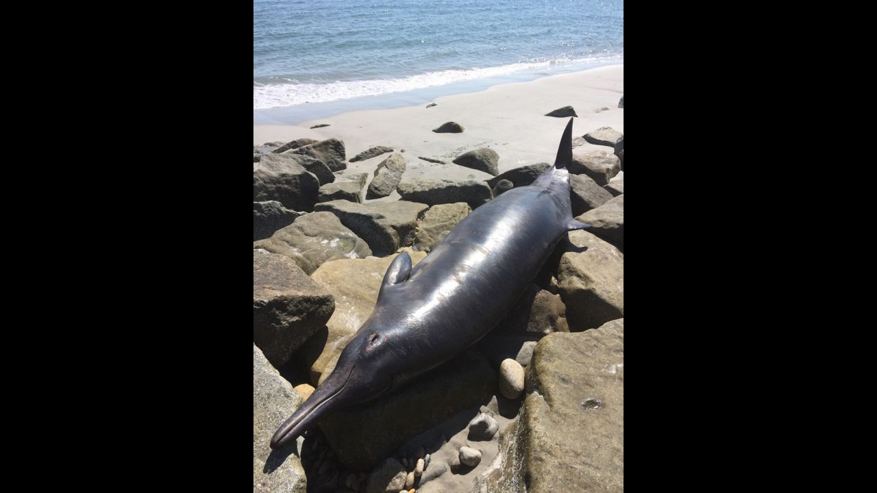 The carcass of a 17-foot whale washed up on Jones Beach in Plymouth, Massachusetts, Friday, July 24, 2015.