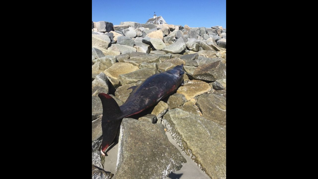 The nearly one-ton female with dark skin that has a purplish hue was a member of the beaked whale family, of which there are several species in the north Atlantic.