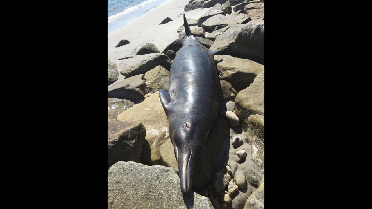 "The best way to describe it, it looked like a dolphin," Plymouth harbormaster Chad Hunter said. "But much bigger."