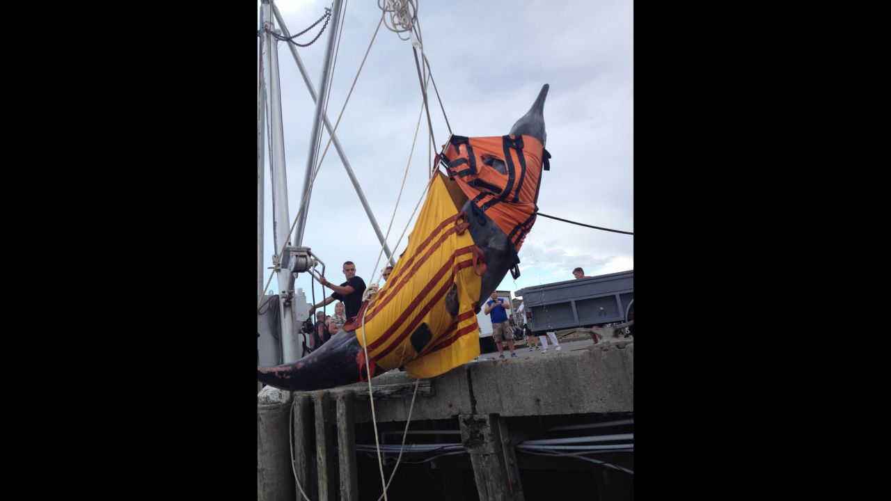 The carcass was lifted it by crane onto a trailer,