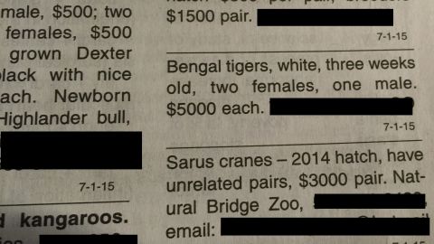 A newspaper advert selling tiger cubs in Florida, U.S.