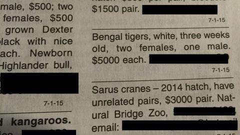 A newspaper advert selling tiger cubs in Florida, U.S.