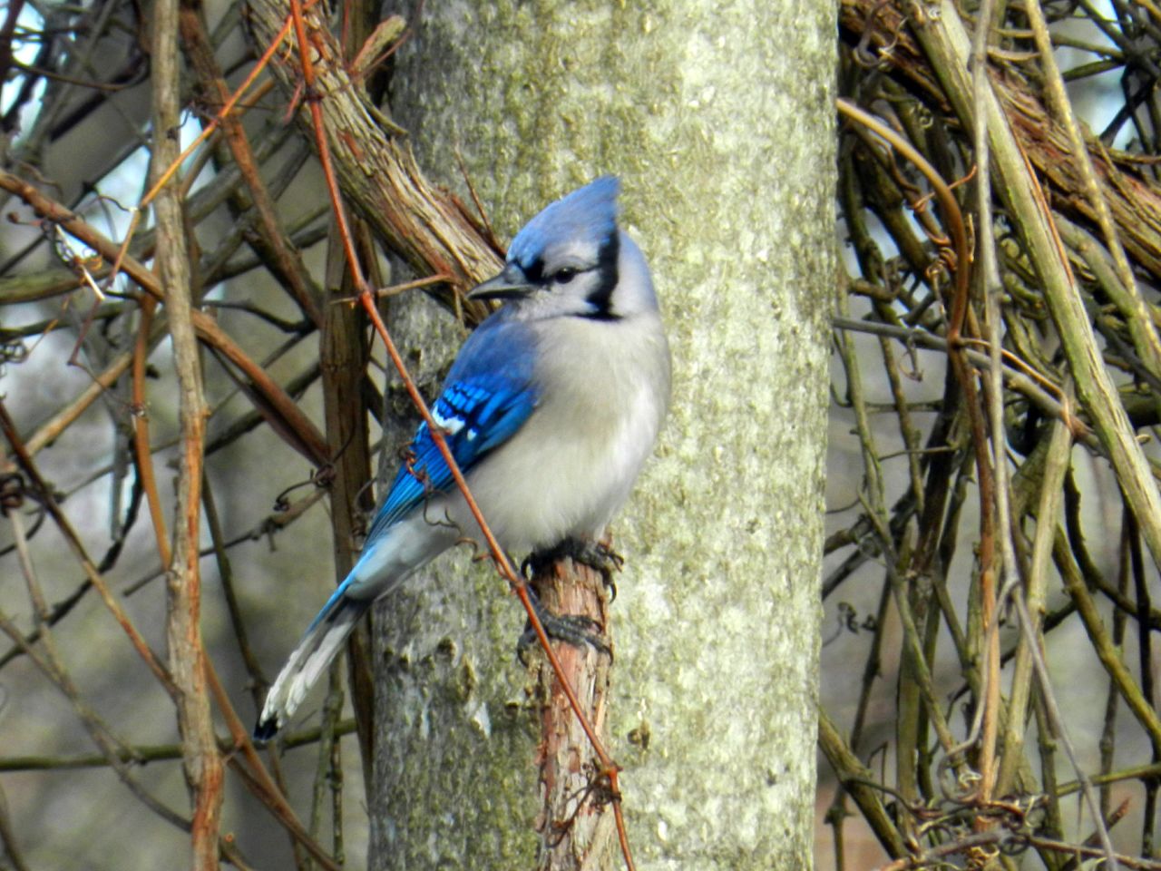 Blue Jays are a welcome sight in Maryland, adding a pop of color in wooded areas. "Observing the birds out my kitchen window is a peaceful way to start the day," said <a href="http://ireport.cnn.com/docs/DOC-905422">Janie Lambert. </a>
