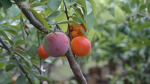 Growing 40 Types Of Fruit On One Tree Cnn