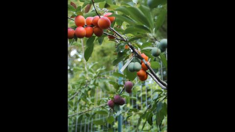 Growing 40 Types Of Fruit On One Tree Cnn