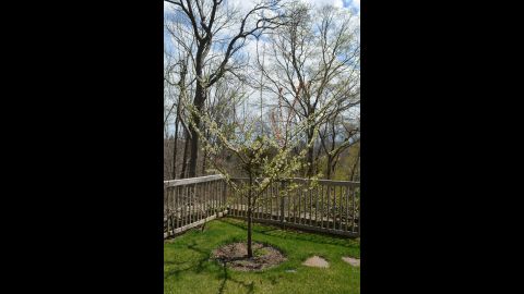 Growing 40 Types Of Fruit On One Tree Cnn