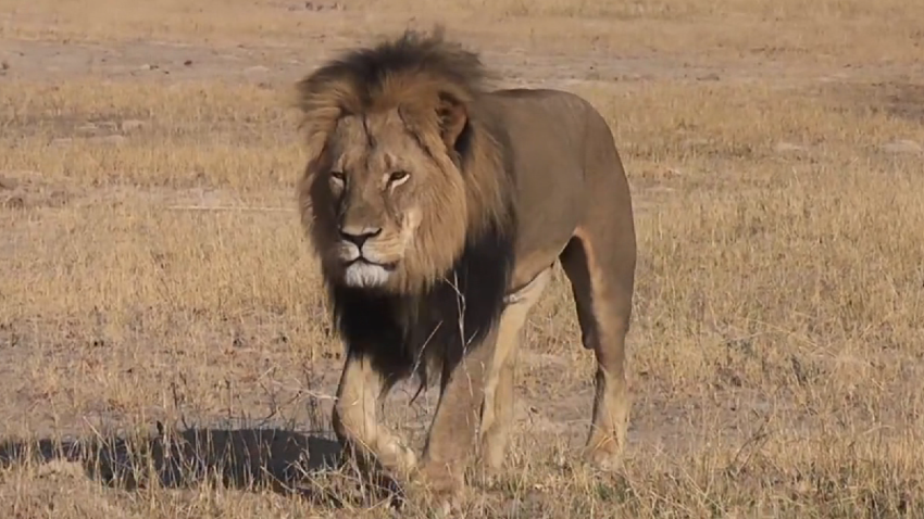 Cecil The Lion 1