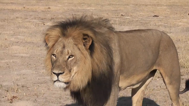 wild animal lion killed live visuals youtube