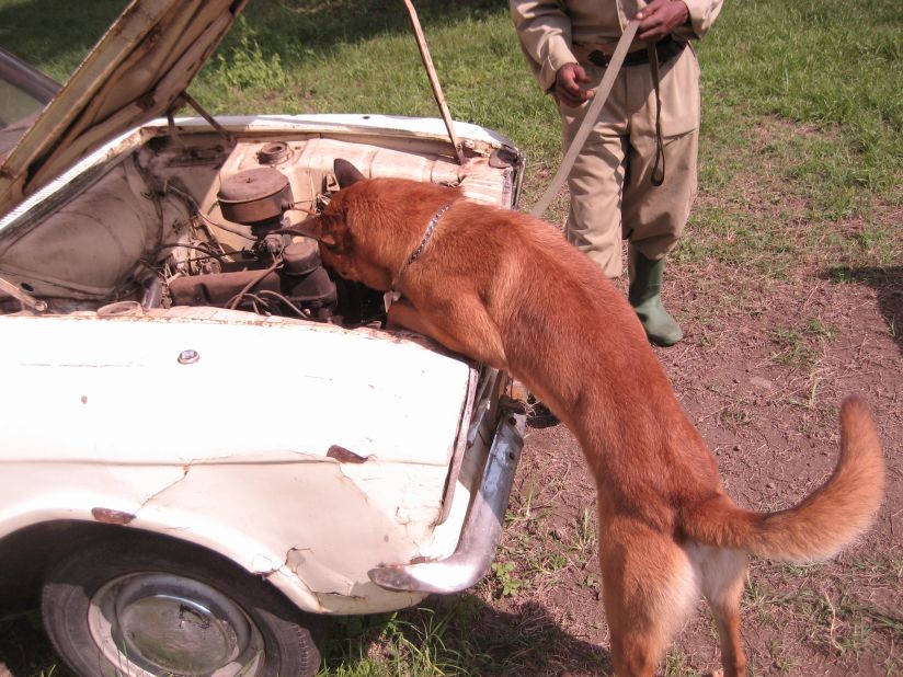 The AWF launched the canine program last year following a pilot project with Kenya Wildlife Service's Canine Detection Unit. 